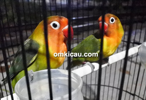 lovebird Bisma