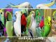 10 jenis parrot yang dikenal pintar meniru ucapan manusia