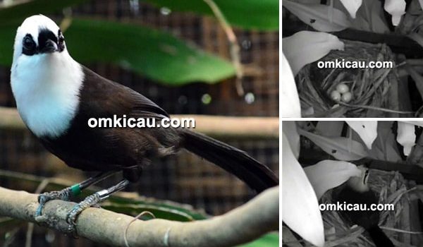 burung poksay sumatera