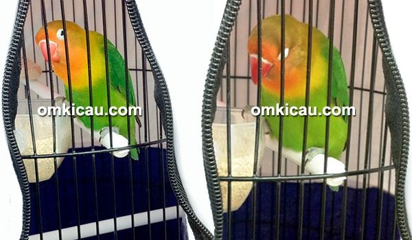 lovebird Bayi Tabung