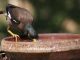 Tips memberikan air minum yang baik untuk burung piaraan