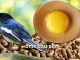 Cara menambah protein kuning telur dalam voer kemasan/kiloan