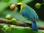 Burung cica-daun sayap-biru atau cucak ranting