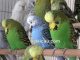 Burung parkit yang mempunyai warna cenderung hijau