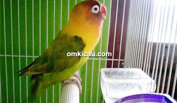 lovebird Mimut
