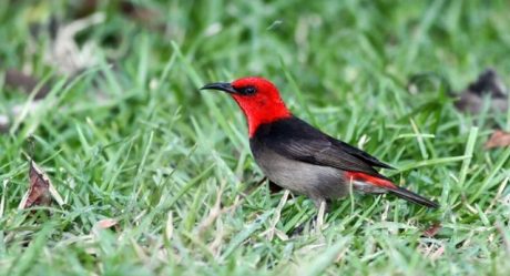 50+ Burung langka di sumatera terbaru