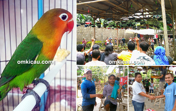 Arkam BC Special Contest: Lovebird Aura Kasih juara di 