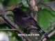 Giant sunbird, jenis burung-madu yang bertubuh sangat besar