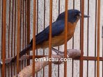 Melatih mental burung tledekan bakalan untuk menjadikannya lebih rajin bunyi