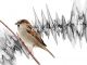 Burung bisa stres berat jika terus terpapar oleh suara bising