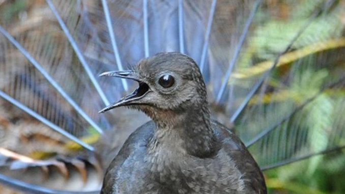 Burung superb lyrebird dari Australia