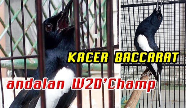 kacer Baccarat