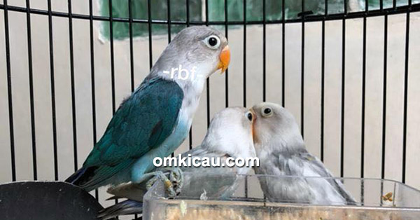 Tips breeding Renuel BF Lovebird  lebih menyukai pasangan 