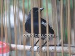 burung jinak berubah jadi liar