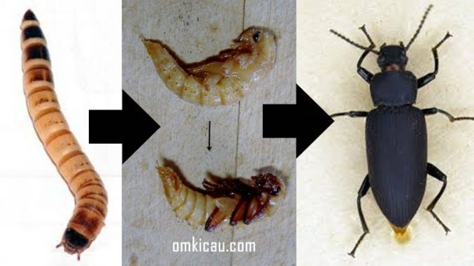 Proses perubahan dari ulat menjadi kumbang