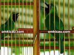 cucak ijo Dalang