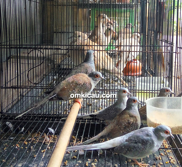 Pawiro Bird Farm