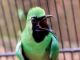 Cara merawat burung cucak hijau agar cepat gacor