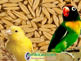 Manfaat biji oat / haver untuk kenari dan lovebird