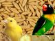 Manfaat biji oat / haver untuk kenari dan lovebird