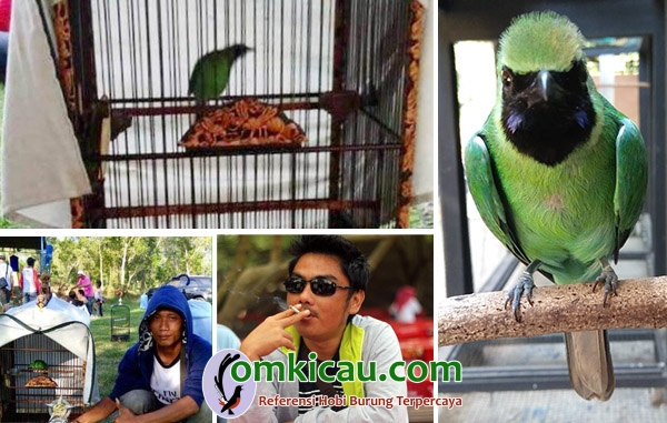 cucak ijo Dominic