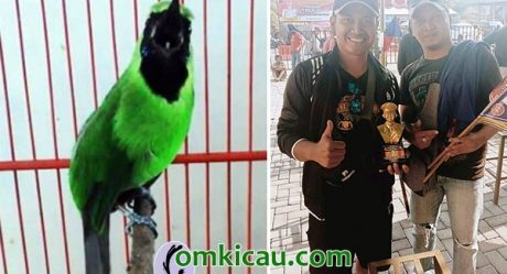 Burung Cucak Hijau Om Kicau