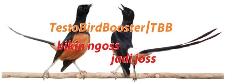 Testo Bird Booster - Bikin Burung Ngoss jadi Joss