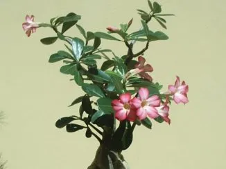 Adenium2