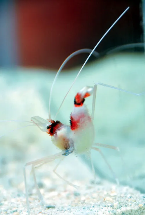 Coral banded shrimp disukai lantaran dikenal sebagai udang hias pembersih Coral Banded Shrimp Disukai Lantaran Dikenal Sebagai Udang Hias Pembersih