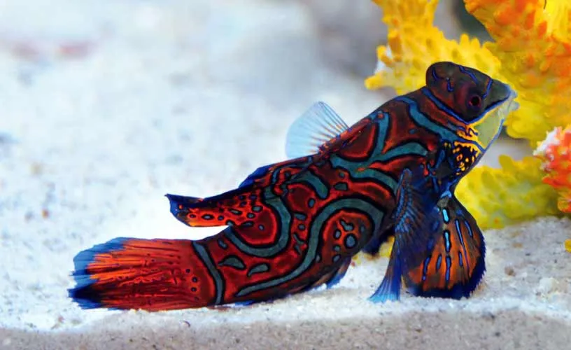 Mandarin fish Synchiropus splendicus, keelokannya menggoda banyak mania ikan hias laut dunia Mandarin Fish Synchiropus Splendicus Keelokannya Menggoda Banyak Mania Ikan Hias Laut Dunia