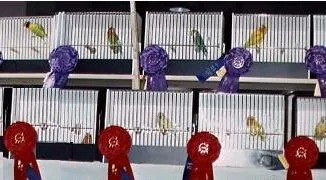 Kontes keindahan burung lovebird
