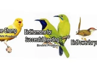 Burung Sakit Dan Obatnya