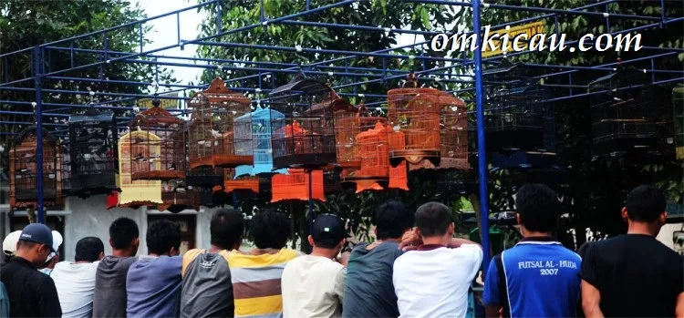 suasana latber sore sambego Latihan burung di Sambego