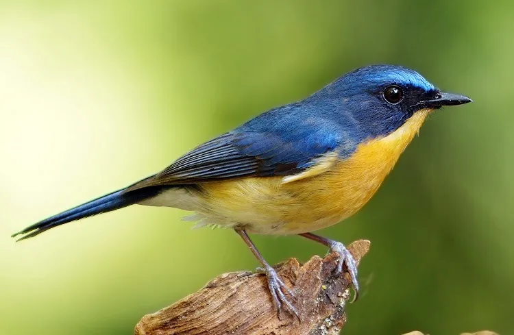 Burung tledekan Burung tledekan