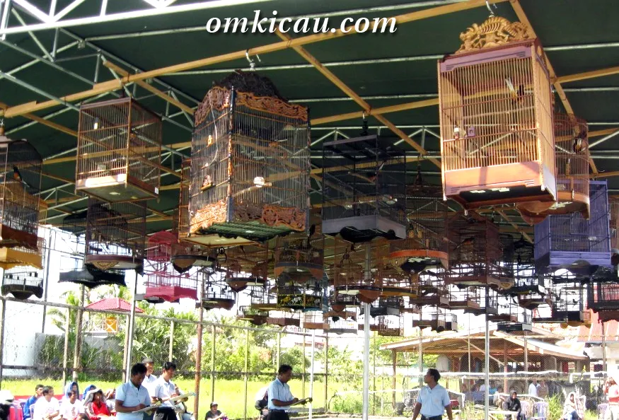 lomba-burung-sampit Lomba Burung di Sampit