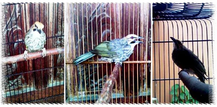 anakan-cucakrowo-ropel Anakan Cucakrowo Ropel