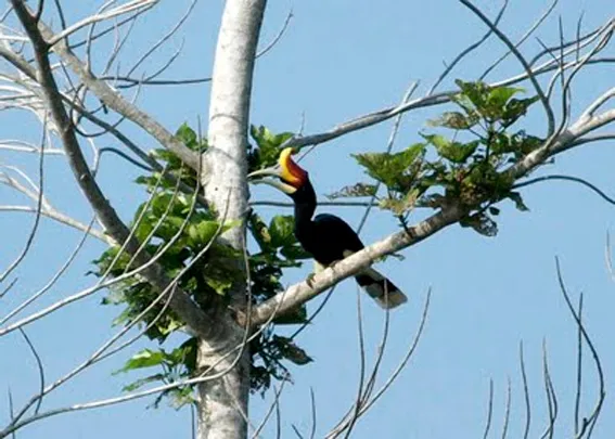 enggang4-terancampunah Burung Enggang Gading Terancam Punah