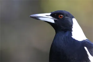 Magpie
