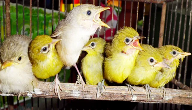 PIYIKAN PLECI DI PASAR BURUNG EMPU NALA MOJOKERTO