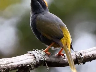 Burung Jalak Alis Api1