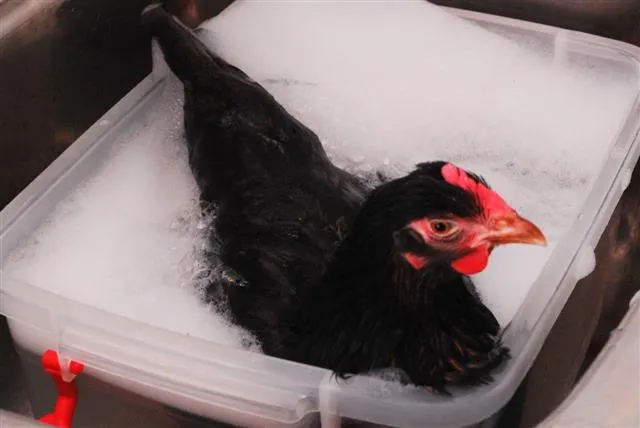 AIR HANGAT BISA MEMBANTU UNGGAS MENGATASI EGG BINDING