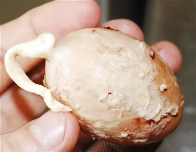 TALI YANG MENGIKAT TELUR | Gambar: Backyardpoultry.com