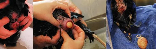 PROSES MENGELUARKAN TELUR DARI AYAM | gambar: backyardpoultry.com