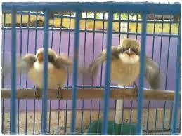 Images 11