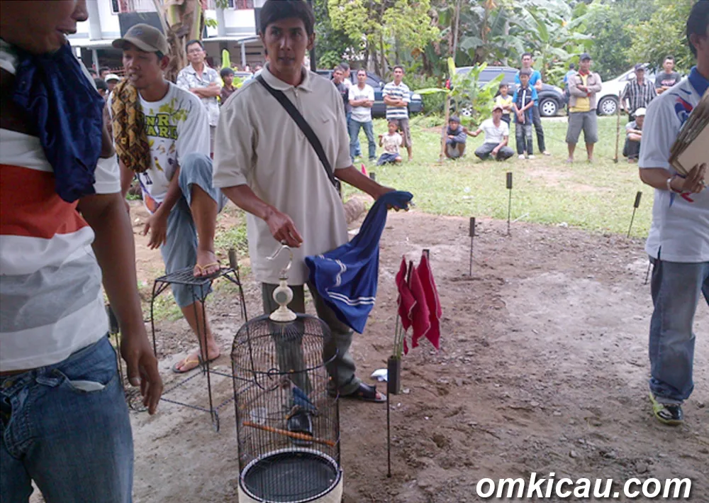 Lovebird Venus usai menjuarai Love BC di Jambi, Minggu (17/3) siang ini.