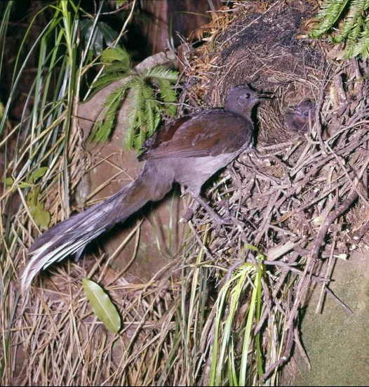 Burung betina