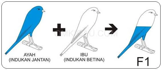 KETURUNAN YANG DIHASILKAN DARI PERKAWINAN NORMAL (F1)