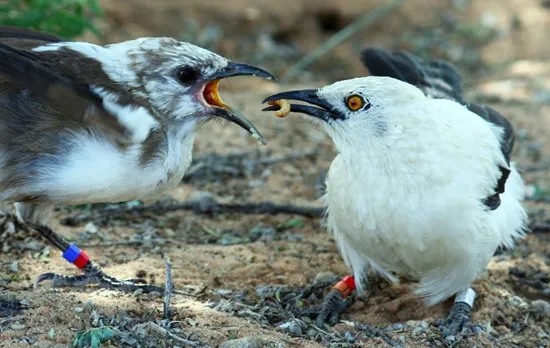 ANAKAN PIED BABBLER YANG MELAKUKAN PEMERASAN PADA INDUKNYA