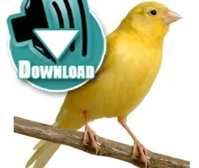 Canary2