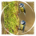 Feat Blue Tit